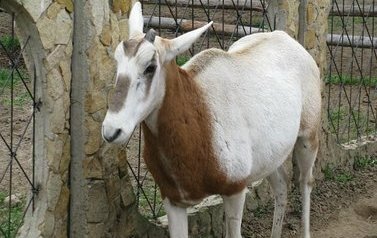 Sanktuarium - Mini ZOO 7