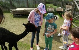W krainie alpak 23