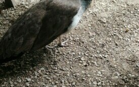 Przedszkolaki zwiedzają  ZOO - PSP Łomno 9