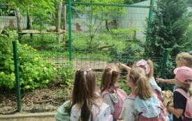 Przedszkolaki zwiedzają  ZOO - PSP Łomno 13