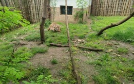 Przedszkolaki zwiedzają  ZOO - PSP Łomno 22