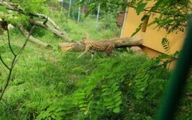 Przedszkolaki zwiedzają  ZOO - PSP Łomno 24