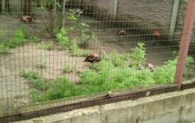 Przedszkolaki zwiedzają  ZOO - PSP Łomno 25
