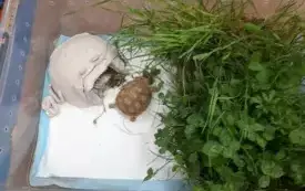 Rogate Ranczo z wizytą w PSP w Godowie 15
