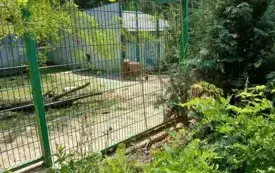 Wycieczka do ZOO &bdquo;Leśne Zacisze&rdquo; &ndash; grupa 0a i 0b z Chybic 41