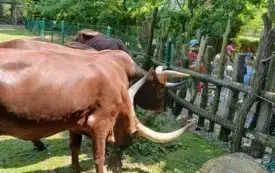 Wycieczka do ZOO &bdquo;Leśne Zacisze&rdquo; &ndash; grupa 0a i 0b z Chybic 62