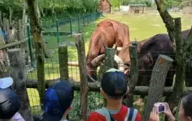 Wycieczka do ZOO &bdquo;Leśne Zacisze&rdquo; &ndash; grupa 0a i 0b z Chybic 64