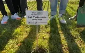 Dąb Dąbrowa 25 1