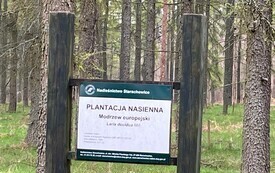 Leśne ścieżki wiedzy - edukacyjna wyprawa do Leśnictwa Kutery 9