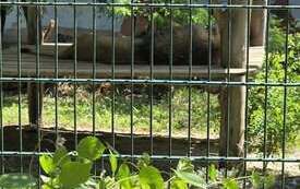 Galeria aktualności Wyjazd do zoo &bdquo;Leśne Zacisze&rdquo; w Lisowie. 14