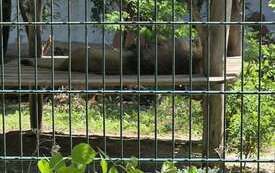 Galeria aktualności Wyjazd do zoo &bdquo;Leśne Zacisze&rdquo; w Lisowie. 16