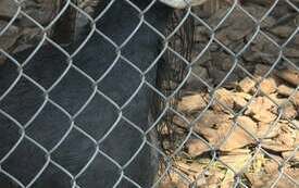 Galeria aktualności Wyjazd do zoo &bdquo;Leśne Zacisze&rdquo; w Lisowie. 22