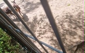 Galeria aktualności Wyjazd do zoo &bdquo;Leśne Zacisze&rdquo; w Lisowie. 23