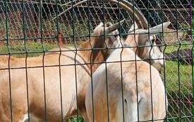 Galeria aktualności Wyjazd do zoo &bdquo;Leśne Zacisze&rdquo; w Lisowie. 25