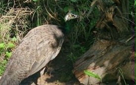 Galeria aktualności Wyjazd do zoo &bdquo;Leśne Zacisze&rdquo; w Lisowie. 28