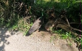 Galeria aktualności Wyjazd do zoo &bdquo;Leśne Zacisze&rdquo; w Lisowie. 29
