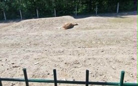 Galeria aktualności Wyjazd do zoo &bdquo;Leśne Zacisze&rdquo; w Lisowie. 35