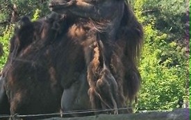 Galeria aktualności Wyjazd do zoo &bdquo;Leśne Zacisze&rdquo; w Lisowie. 36