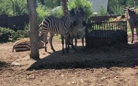 Galeria aktualności Wyjazd do zoo &bdquo;Leśne Zacisze&rdquo; w Lisowie. 37