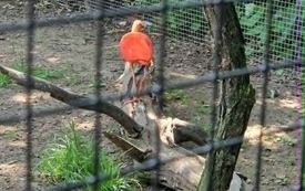 Galeria aktualności Wyjazd do zoo &bdquo;Leśne Zacisze&rdquo; w Lisowie. 39