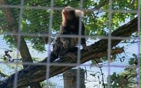 Galeria aktualności Wyjazd do zoo &bdquo;Leśne Zacisze&rdquo; w Lisowie. 41