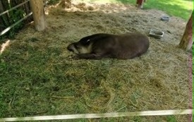 Galeria aktualności Wyjazd do zoo &bdquo;Leśne Zacisze&rdquo; w Lisowie. 43