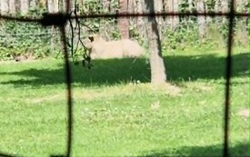 Galeria aktualności Wyjazd do zoo &bdquo;Leśne Zacisze&rdquo; w Lisowie. 47