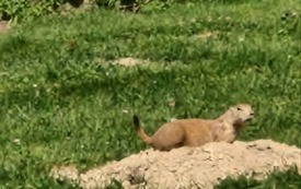 Galeria aktualności Wyjazd do zoo &bdquo;Leśne Zacisze&rdquo; w Lisowie. 49