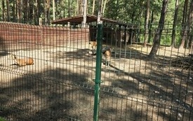 Galeria aktualności Wyjazd do zoo &bdquo;Leśne Zacisze&rdquo; w Lisowie. 79