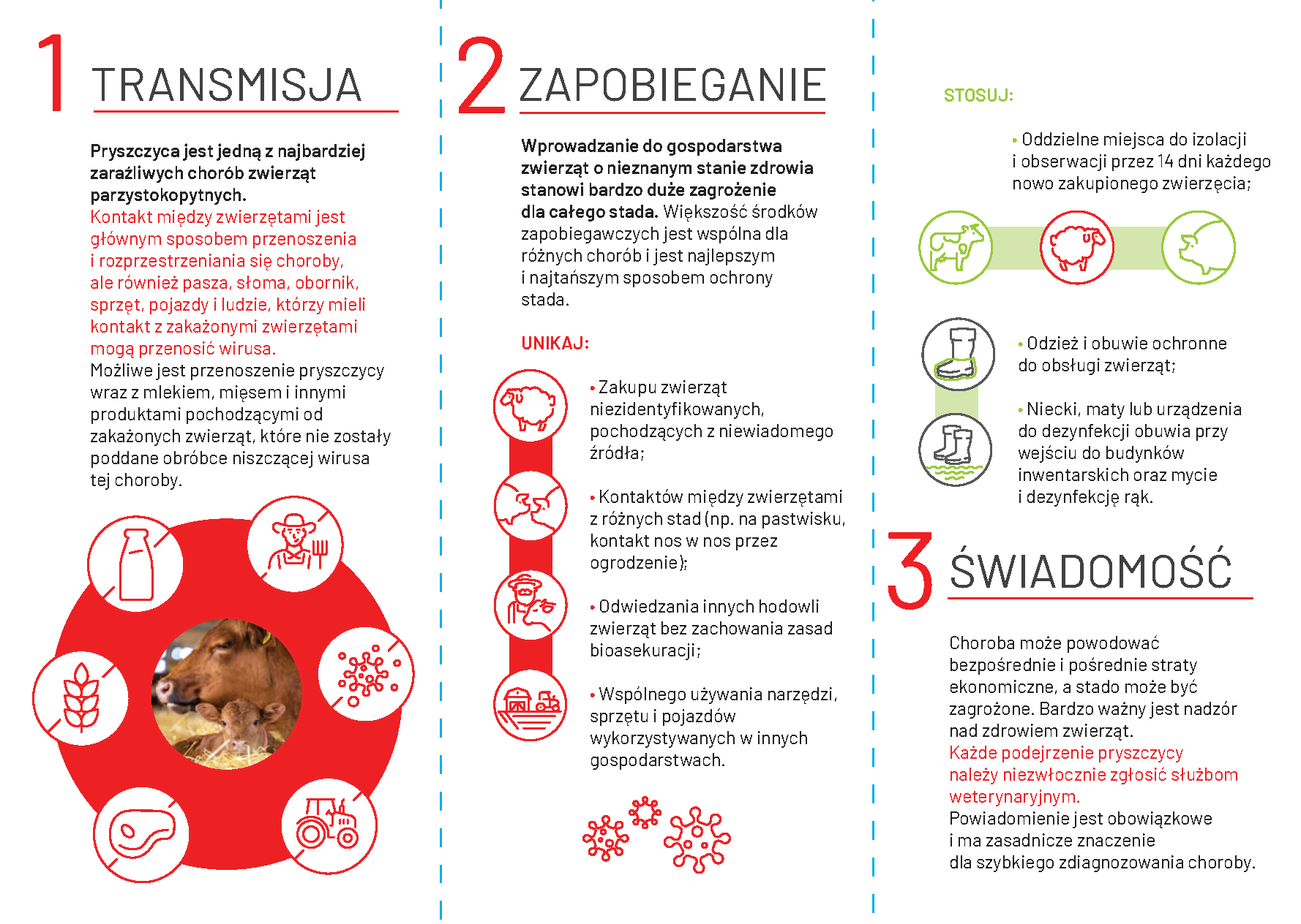 Pryszczyca
