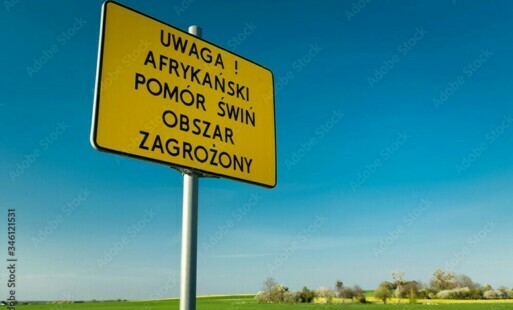 Zdjęcie do ASF- kolejne ognisko afrykańskiego pomoru świń